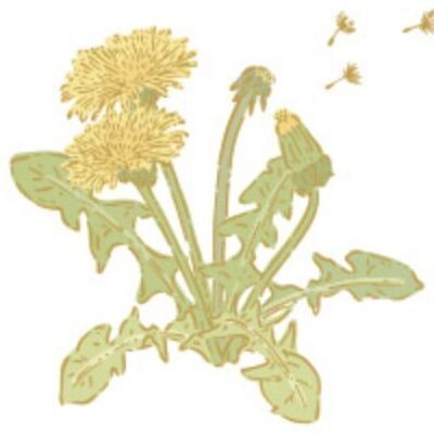 04 Dandelion