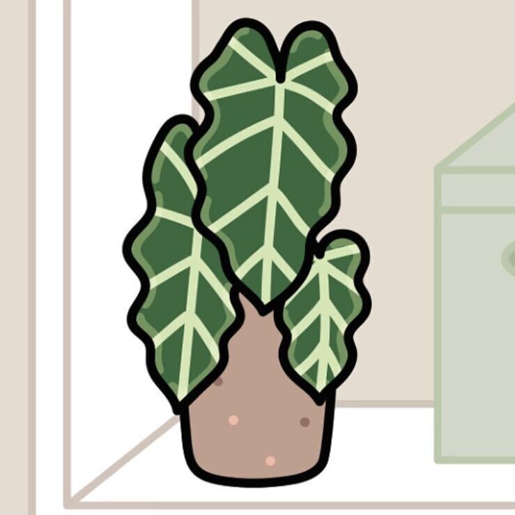 10 Alocasia