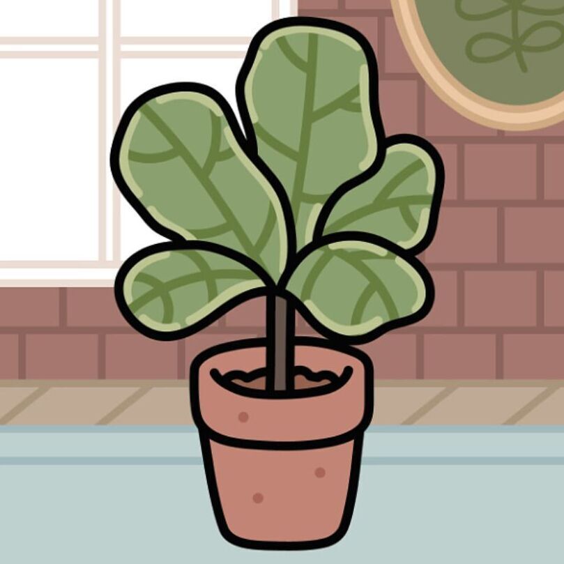 11 Fiddle Leaf Fig