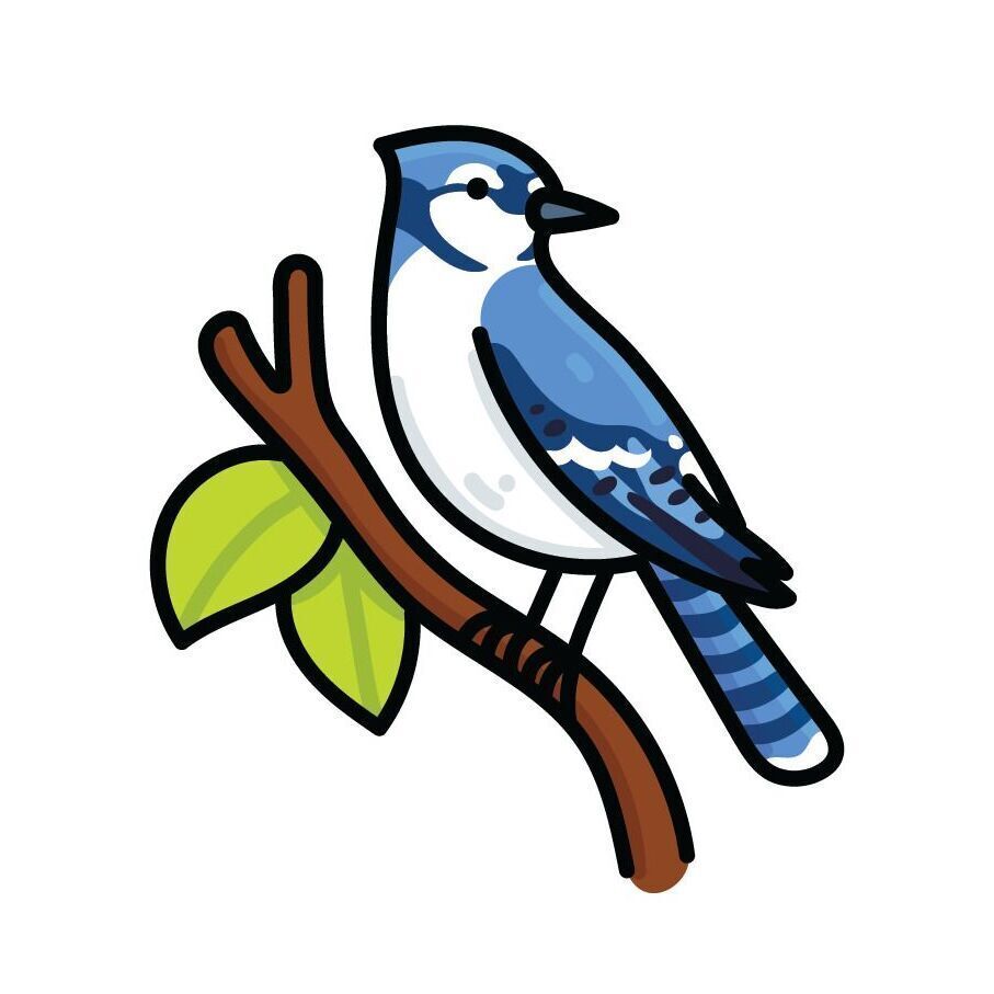 13 Blue Jay