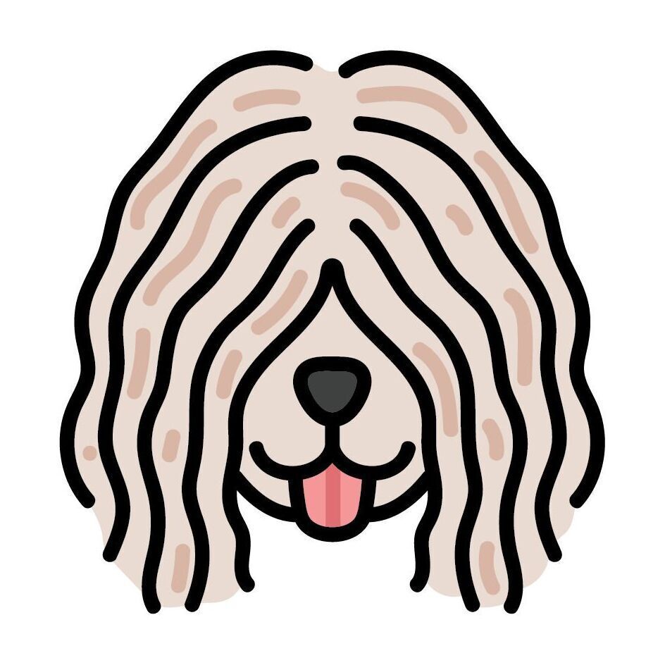 14 Komondor