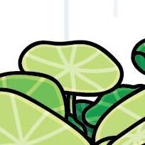 02 Nasturtium